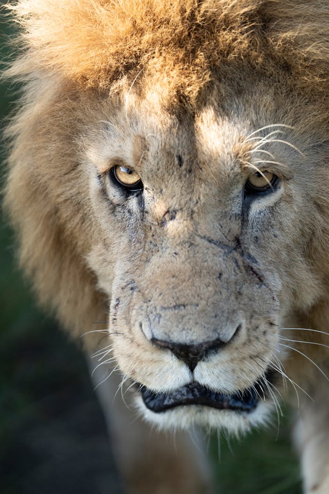 Close-up Portrait of a Majestic Lion in Kenya